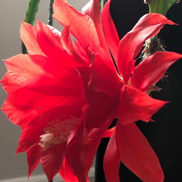 Meet your Posher, Elisa - Picture 1 of 1